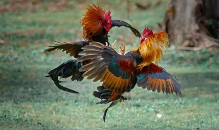 Tham gia chơi cá cược đá gà kịch tính tại BK8